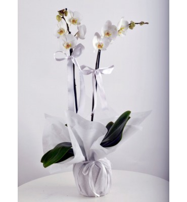 Çift Dal Beyaz Orkide