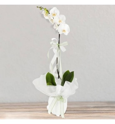 Tek Dal Beyaz Orkide
